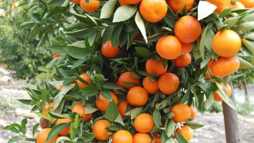 Перспективи вирощування та ринковий потенціал хурми в Україні